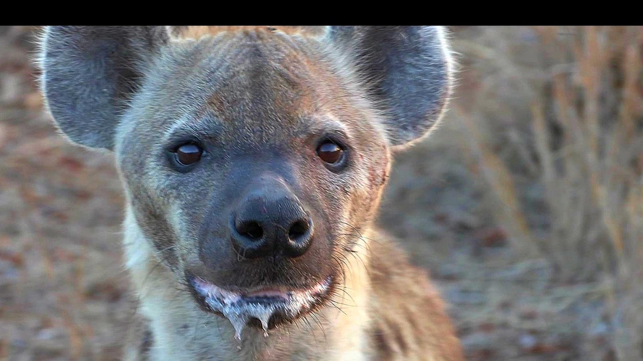Scary Hyena Sounds – Hyena Scream Growl Giggle Sounds – Hyena Animal Sounds