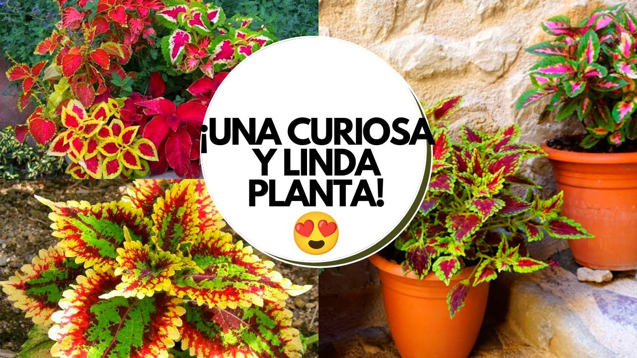 Coleo planta cuidados / Coleos cuidados