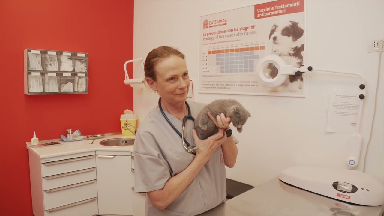 Infezioni della basse vie urinarie nel gatto: sintomi e cure. Ne parla la Dr.ssa Barbara Masetti
