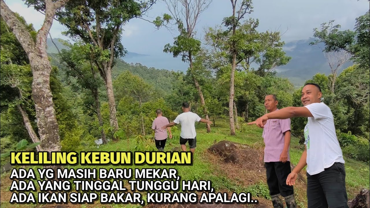 Bikin betah ‼️kebun durian campuran lokal dan premium yang sangat sejuk dan damai.