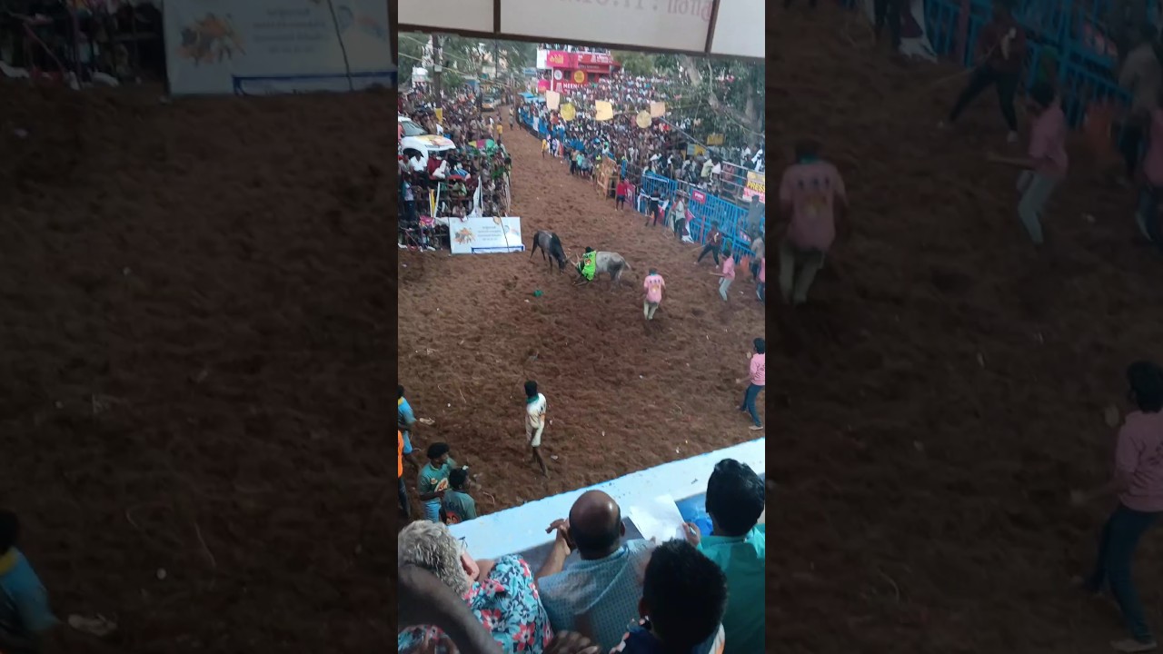 🐃😳ஒரே களத்தில் ரெண்டு மாடு 