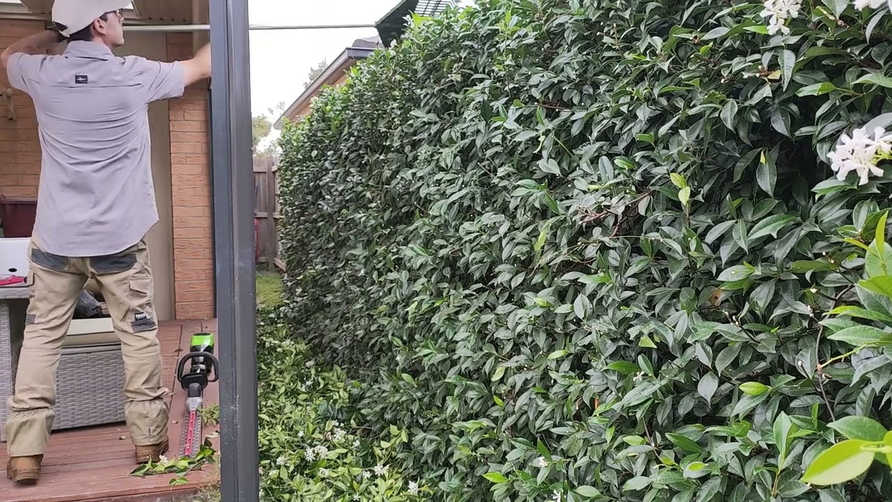 My back yard hedge clean up