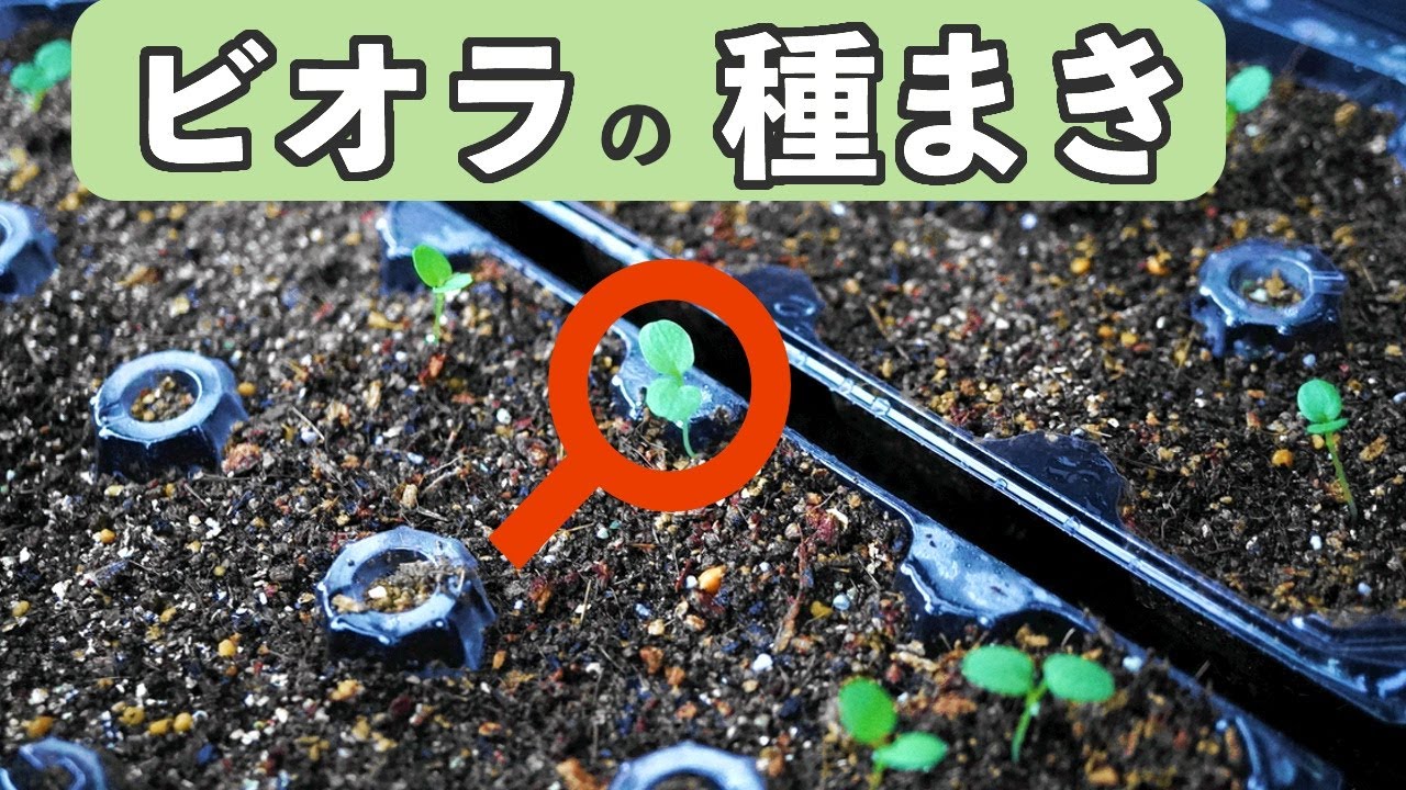 ビオラ アールヌーボの種まき（10月）