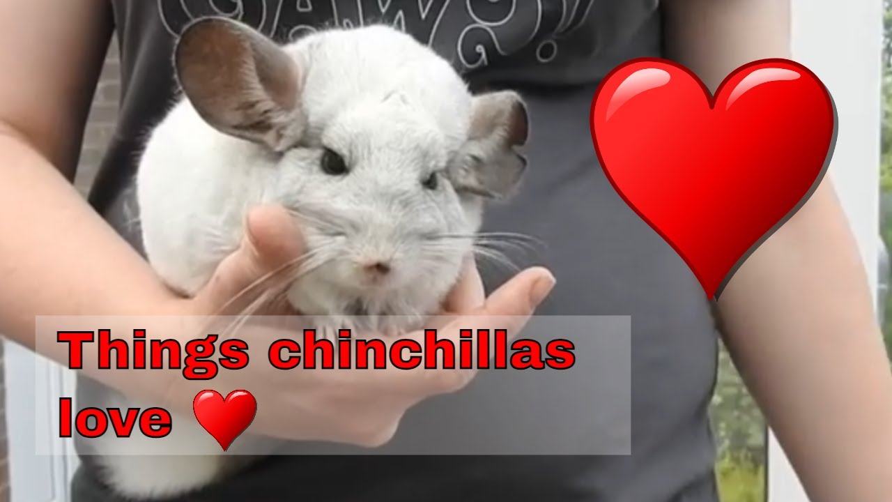 5 things chinchillas love