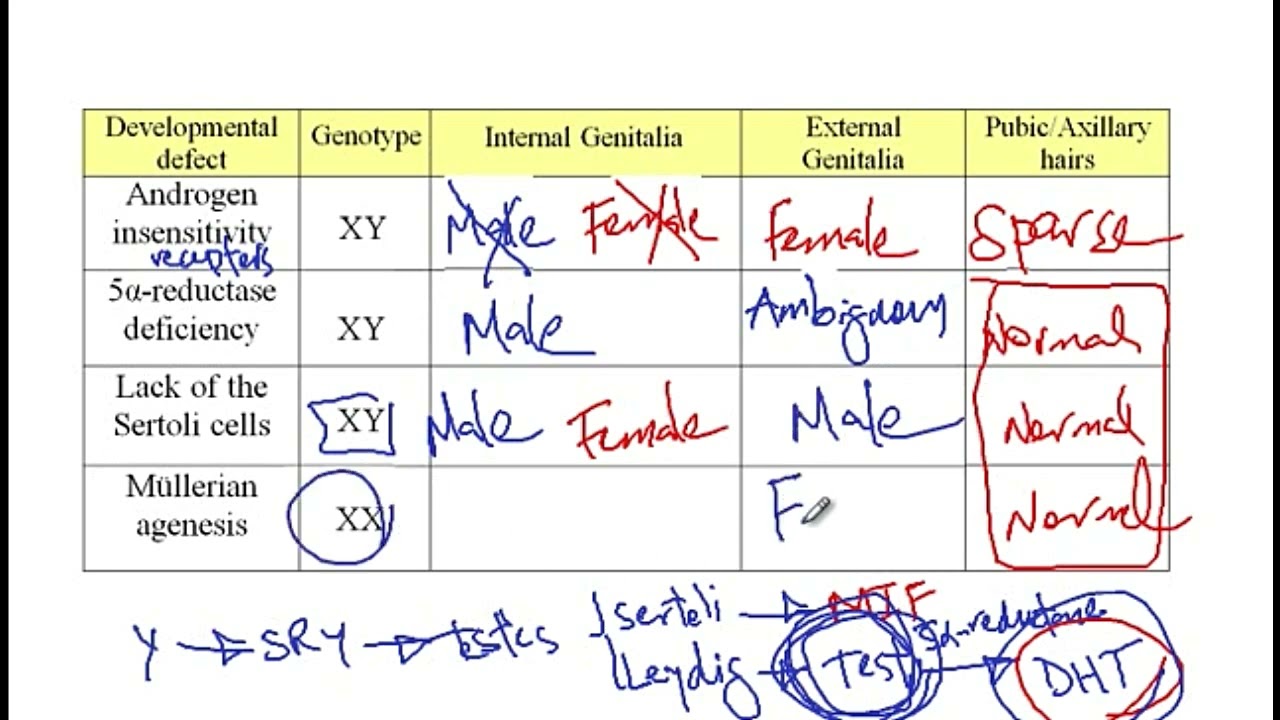 USMLE ACE Video 249: Genital Development Disorders: Genotypic and Phenotypic Variations