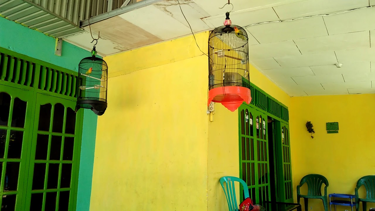 Cara biar burung Love bird paud ngekek ngepak sayap..😂😂