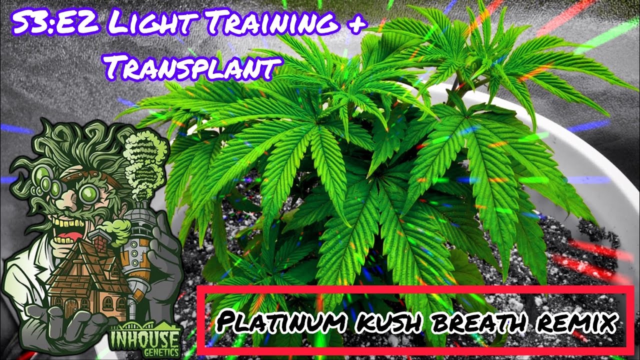 Seed to Harvest - In House Genetics