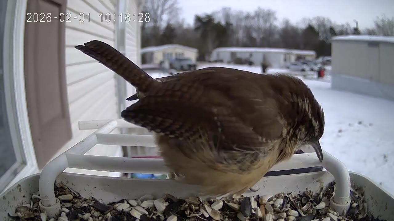Bird of the day February 1st 2026