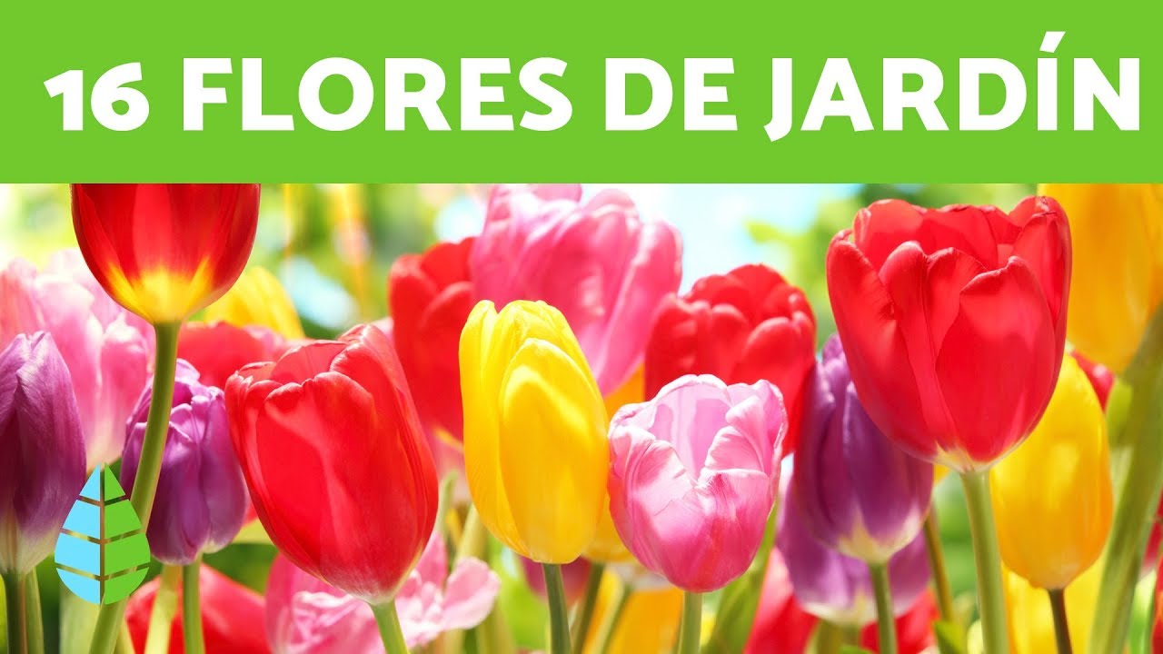16 PLANTAS de SOL ☀️ FLORES para EXTERIORES