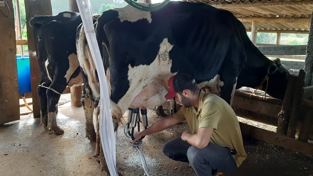 Como ordenhar uma VACA LEITEIRA corretamente | Passo a Passo na prática