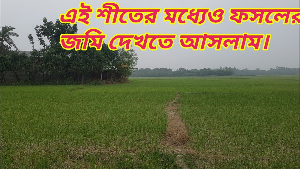 এই শীতে মাঠে আসলাম জমি দেখতে Sardar Agro is live!