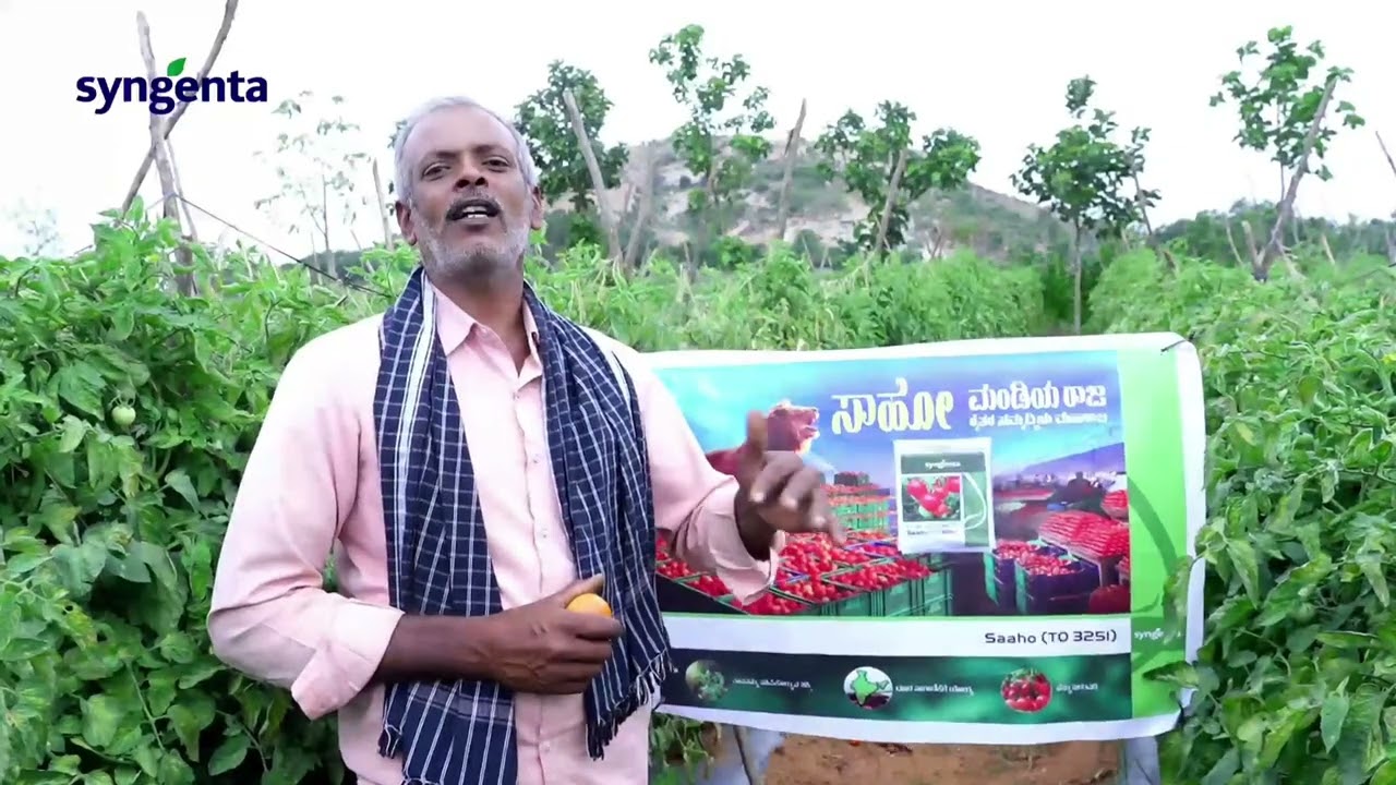 Syngenta Tomato Saaho 🍅