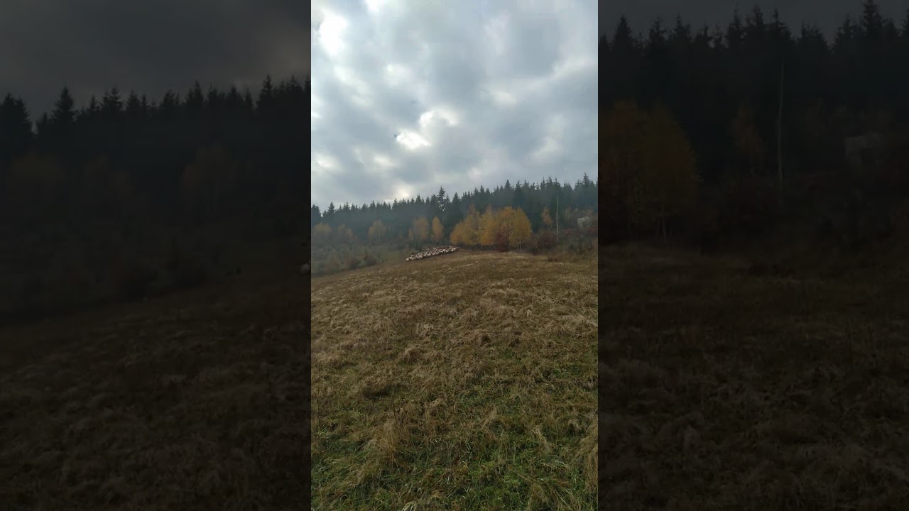 pulin odrađuje svoj posao