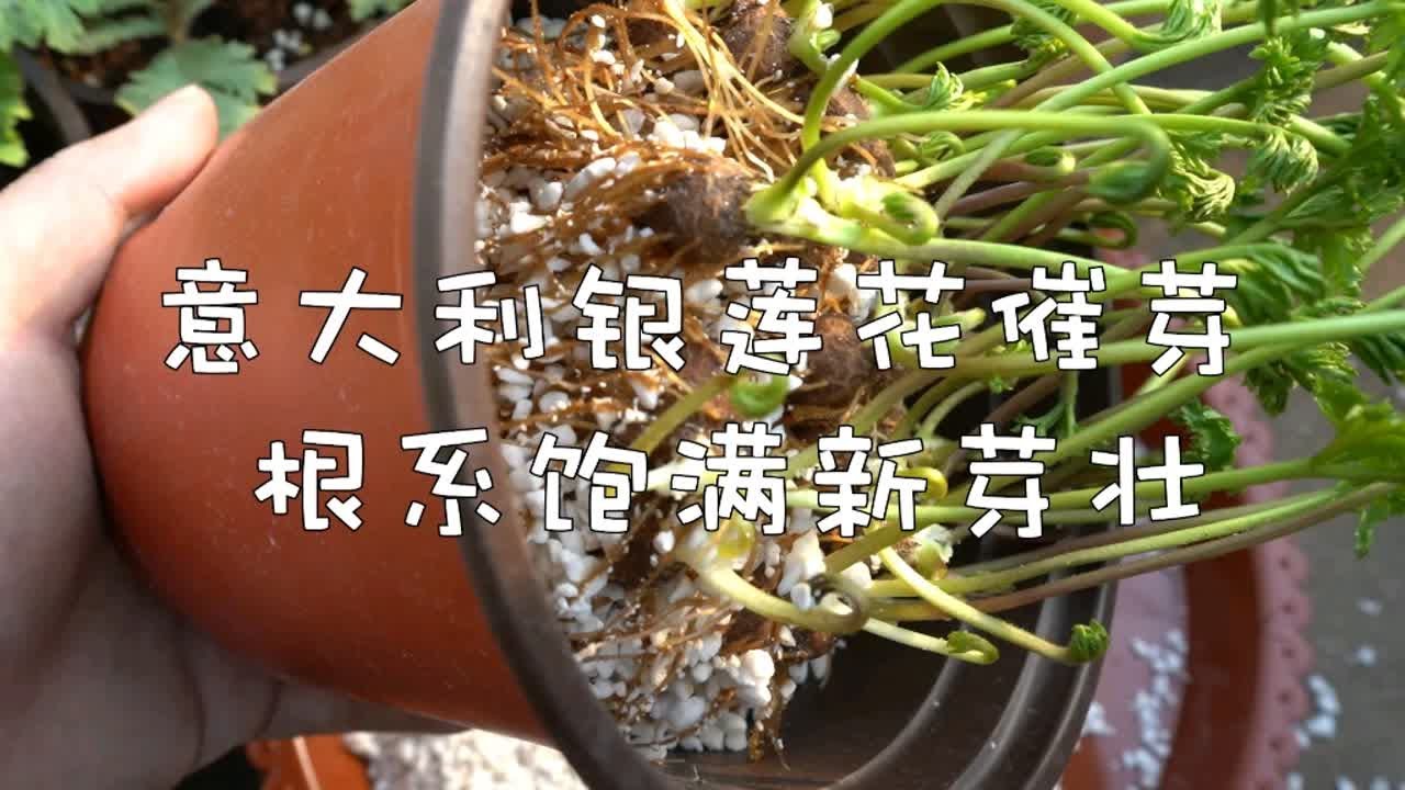 意大利银莲花催芽，根系饱满新芽壮