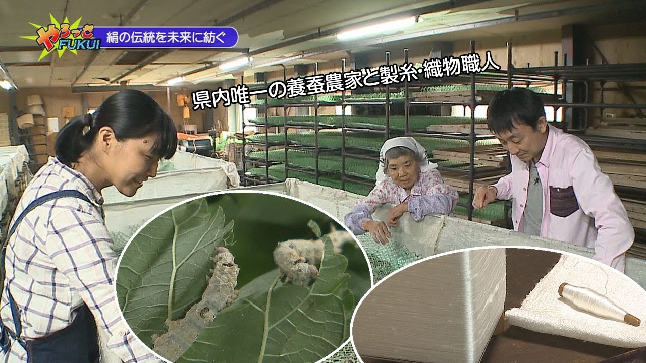 やろっさFUKUI「絹の伝統を未来に紡ぐ」（2019年10月1日更新）