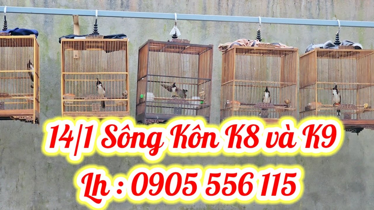 đã bán hết sông kôn  LH:0905556115 (Mr.Phương)|#banchaomao#chaomaohotdau#chaomaoquang#chaomaodauhot