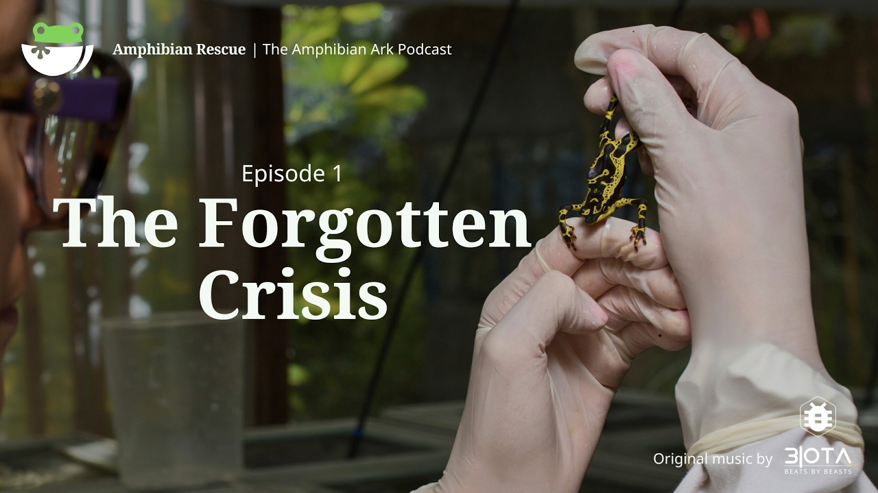 The (Forgotten) Amphibian Crisis with Dr. Joe Mendelson