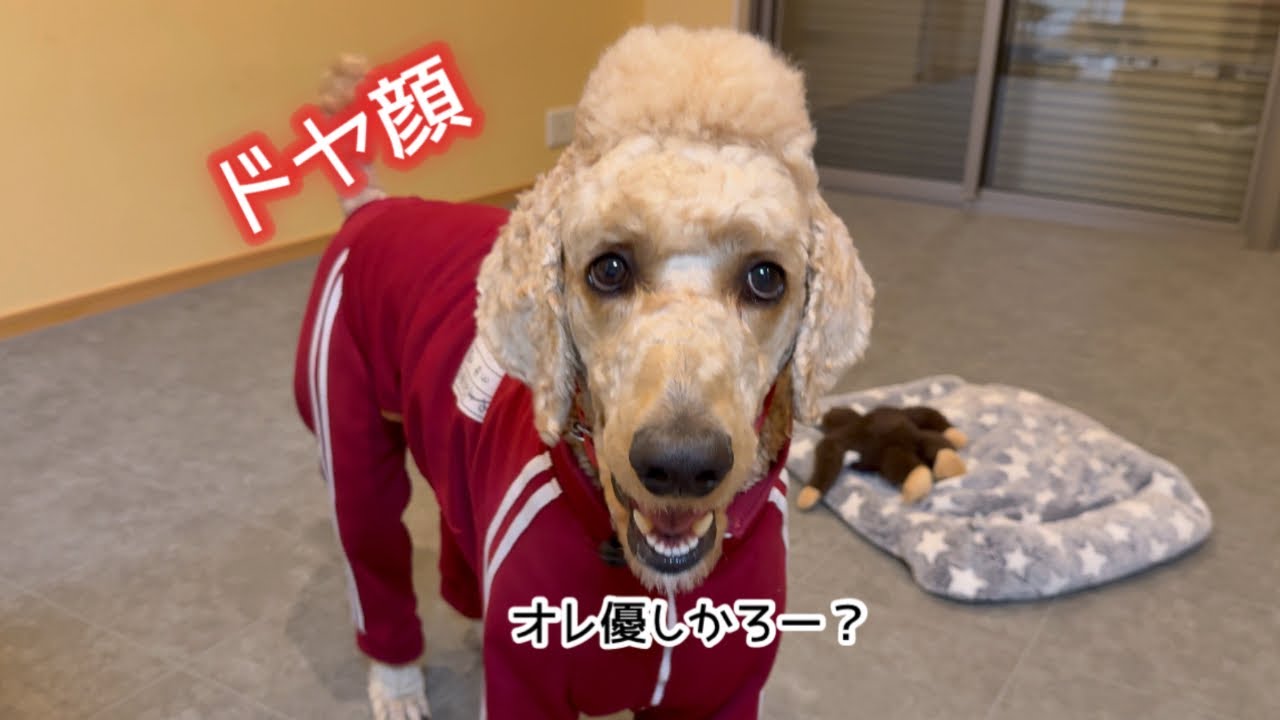 【熊本犬vlog】ゴリにベッドを貸してあげました　からの…