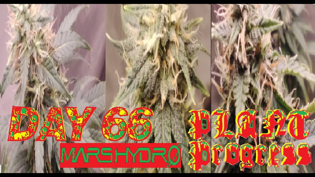 Weed plant Grow Bud stage Cannabis Plant Progress end of flowering Stage Mars Hydro Grow #buds #weed