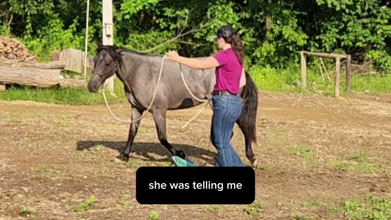 What To Do When Your Horse Pins Their Ears?