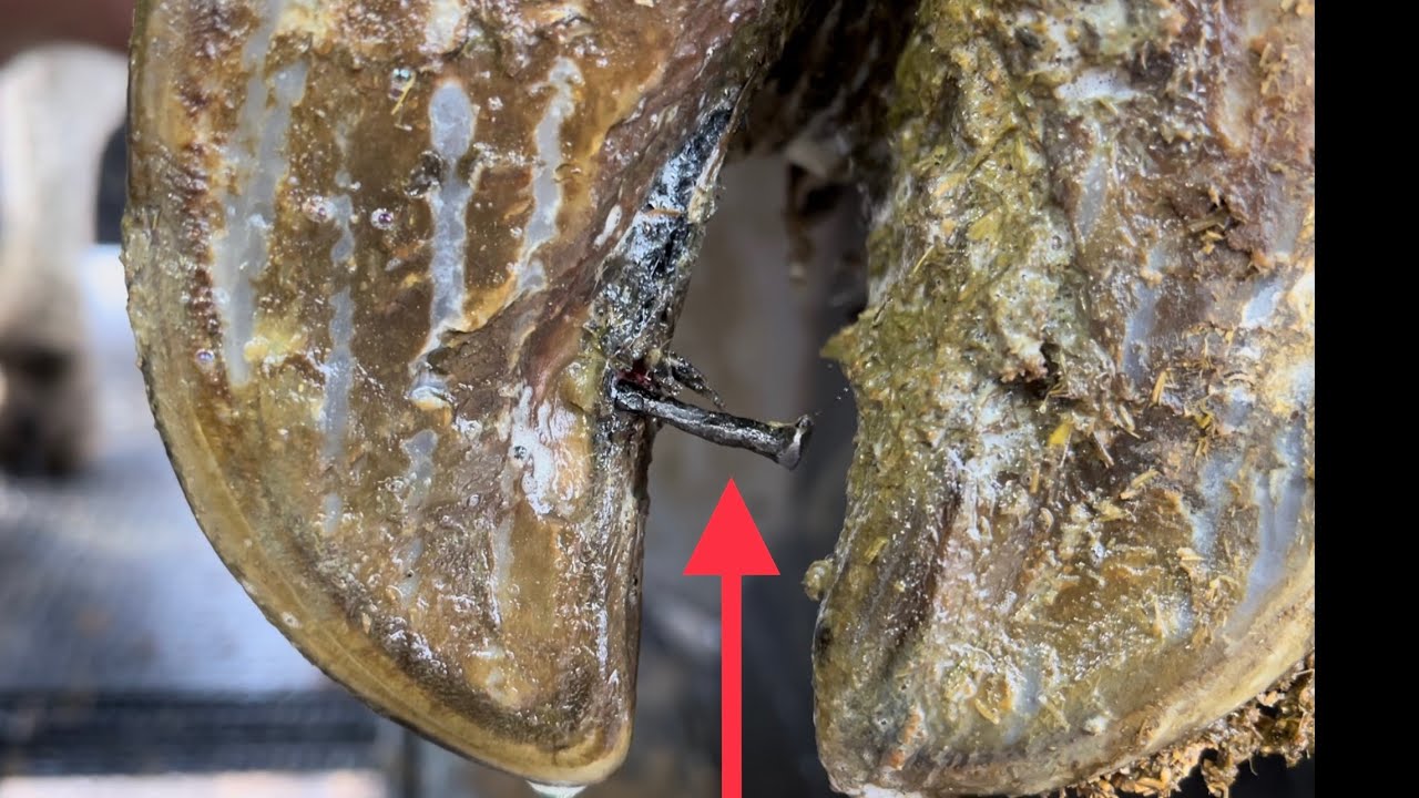 This Brown Swiss Cow POPPED A TIRE