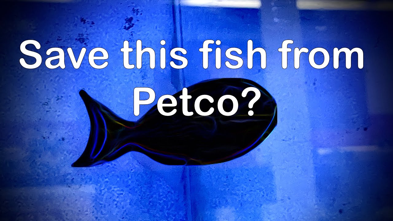 Should I save this fish from Petco? Surprisingly, fish selection and fish health isn't too bad!