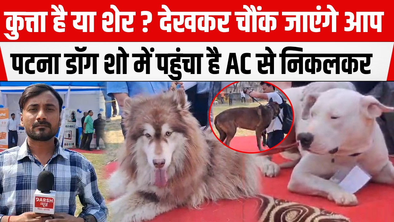 कुत्ता है या शेर ? देखकर चौंक जाएंगे आप, Patna Dog Show में पहुंचा है AC से निकलकर