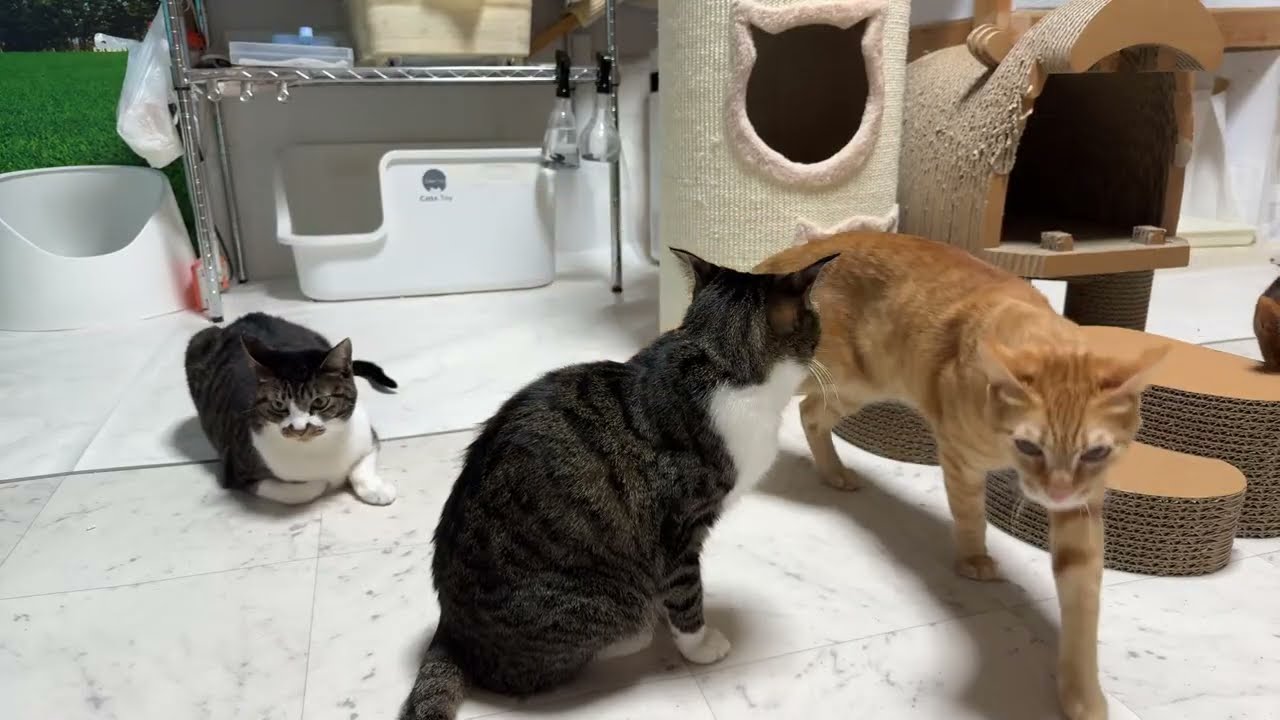 2026.1.7 猫部屋