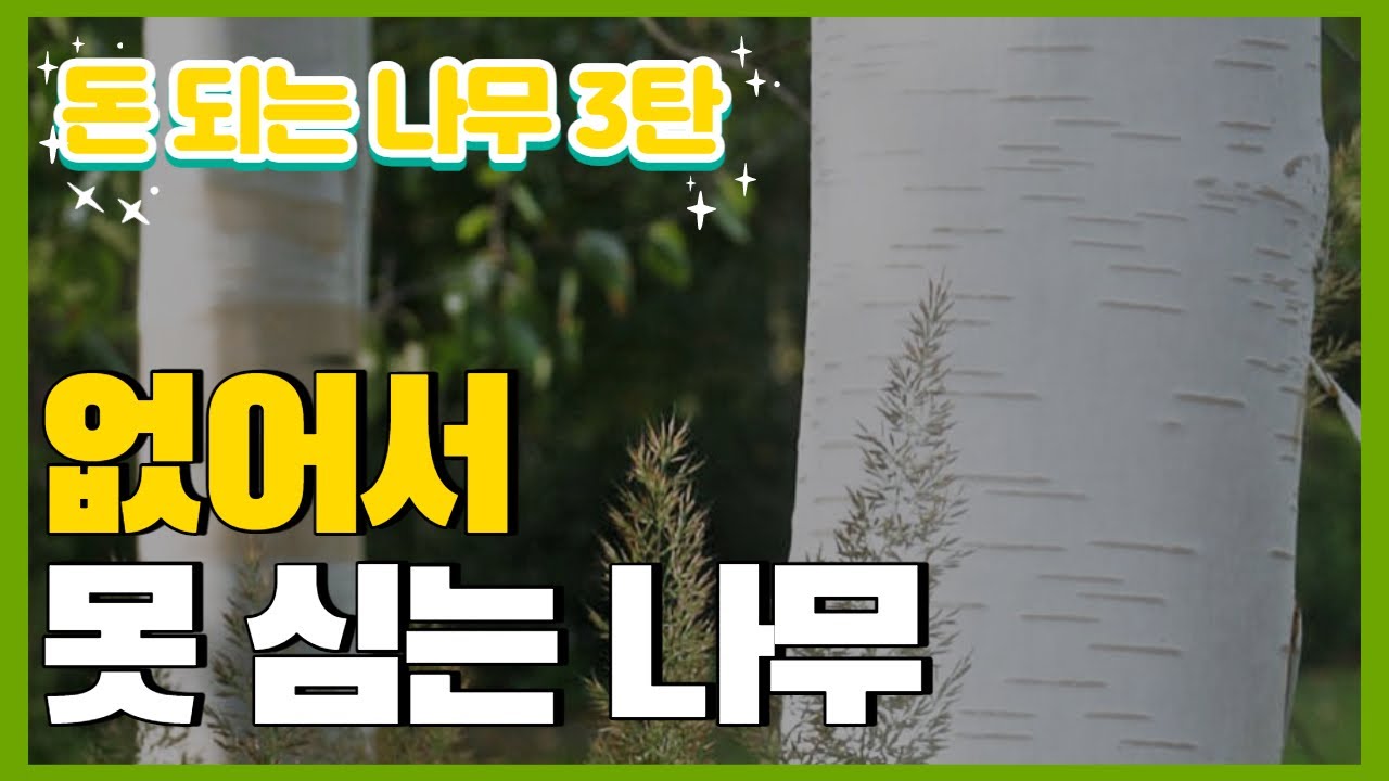 돈 되는 나무 - 신품종 자작나무 '잭큐몬티 도랜보스' 없어서 못심는 조경수 / 나무재테크