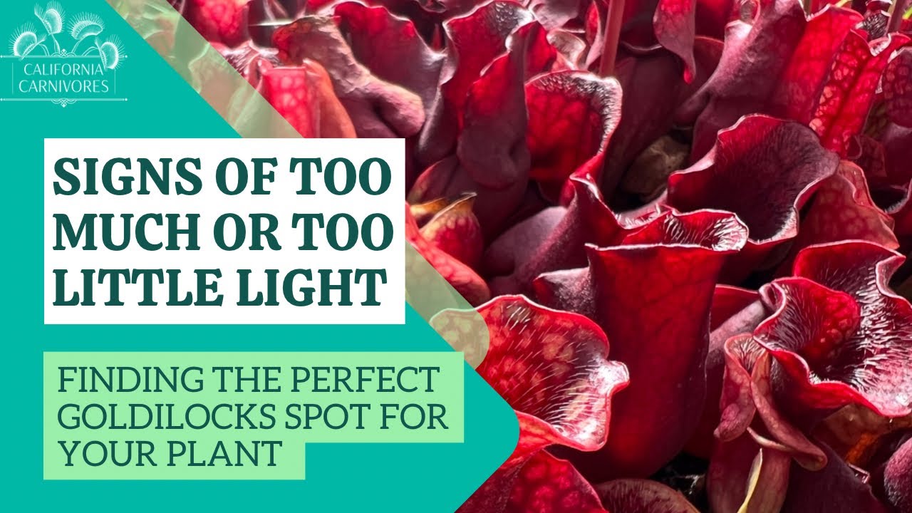 Signs of Too Much Light or Too Little for Your Carnivorous Plant