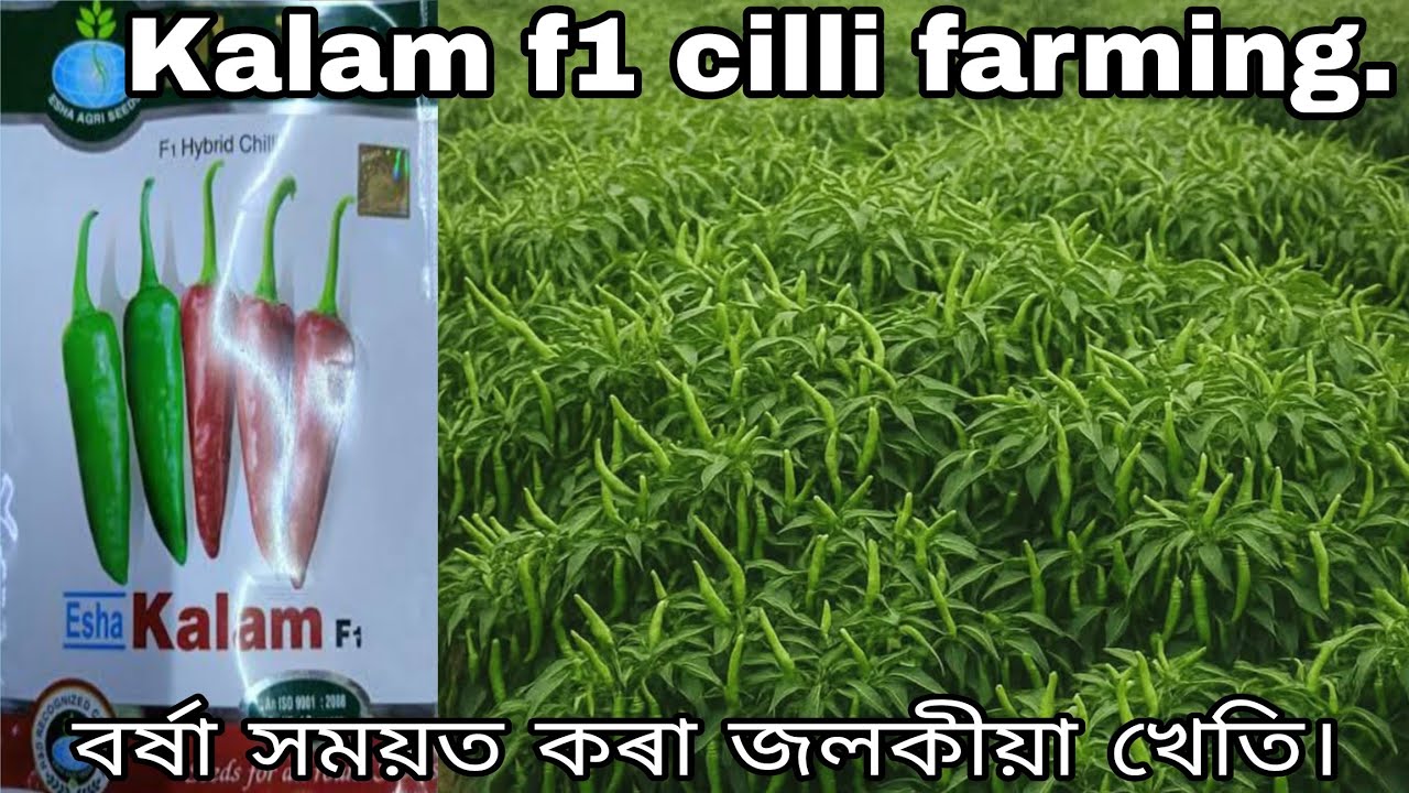 জলকীয়া খেতি। বৰ্ষা সময়ত ১০০ টকা কিলো বিকিবলৈ কালাম এফ ওৱান জলকীয়া খেতি কৰক। cilli farming ||