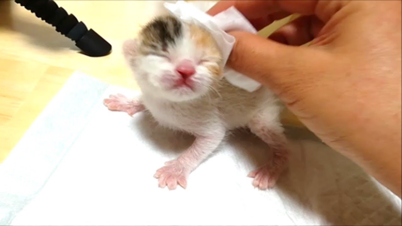 子猫赤ちゃん保護　子猫とスキンシップしてみます
