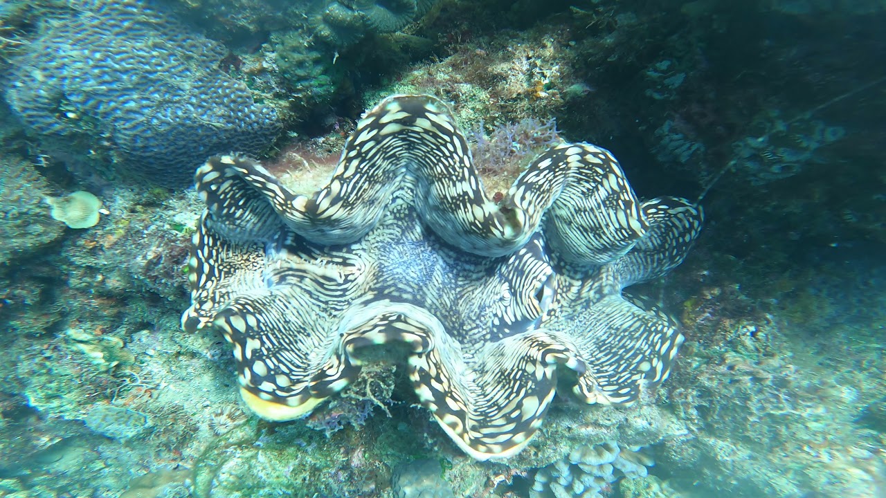 an underwater tomb surrounded by the precious sea creatures