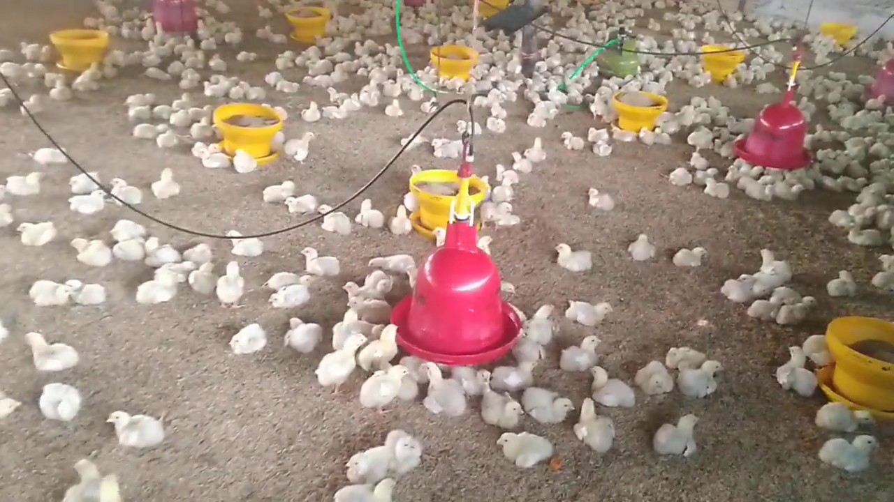 buka tirai kandang ayam broiler di umur 7 hari