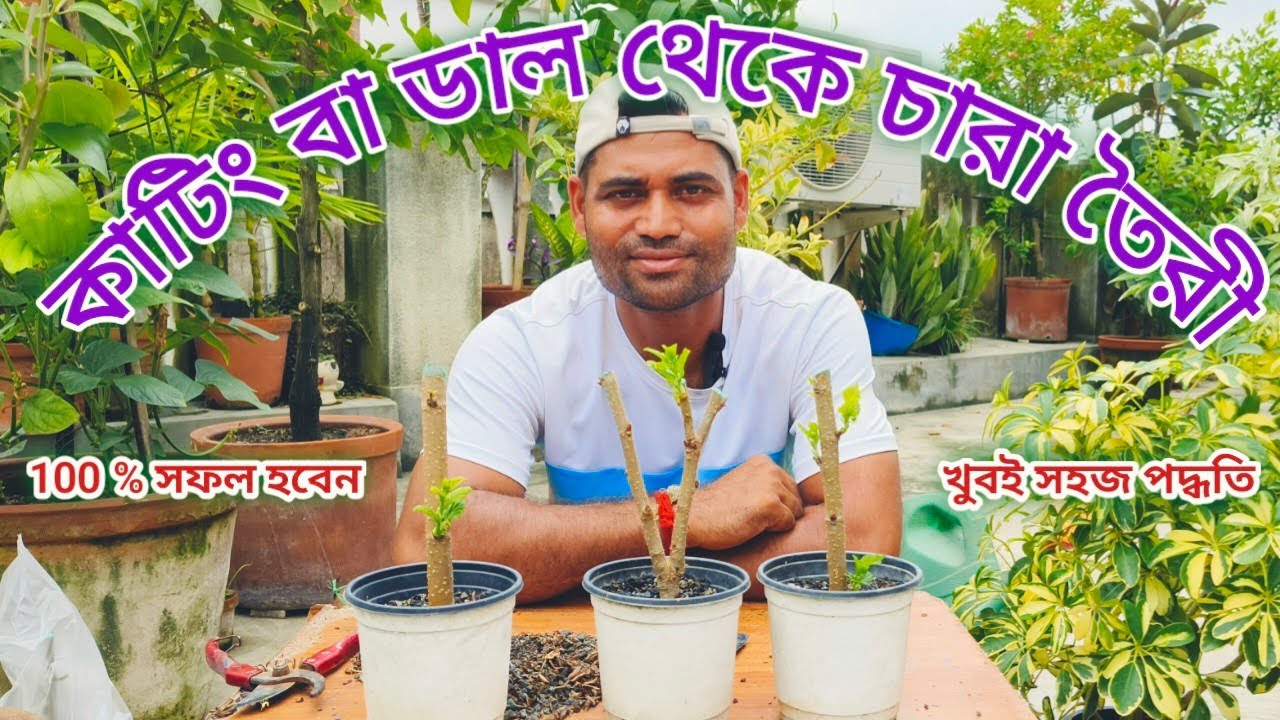 ডাল থেকে কিভাবে চারা তৈরী করবেন // How to propagation from cutting . #viral