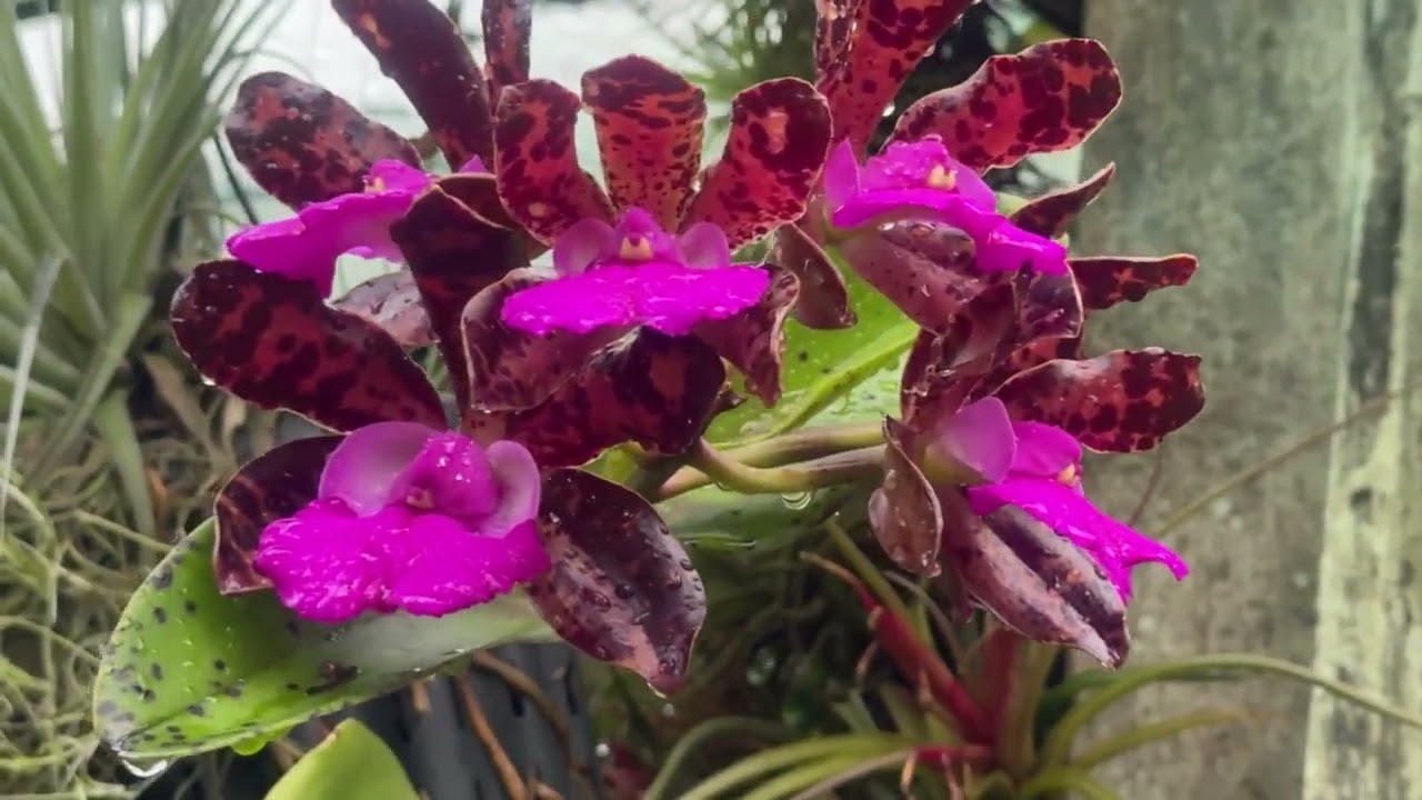 Красотка Расцвела. Что Происходит в Австралии Летом в Январе. Orchids in my garden. Aussie Summer 