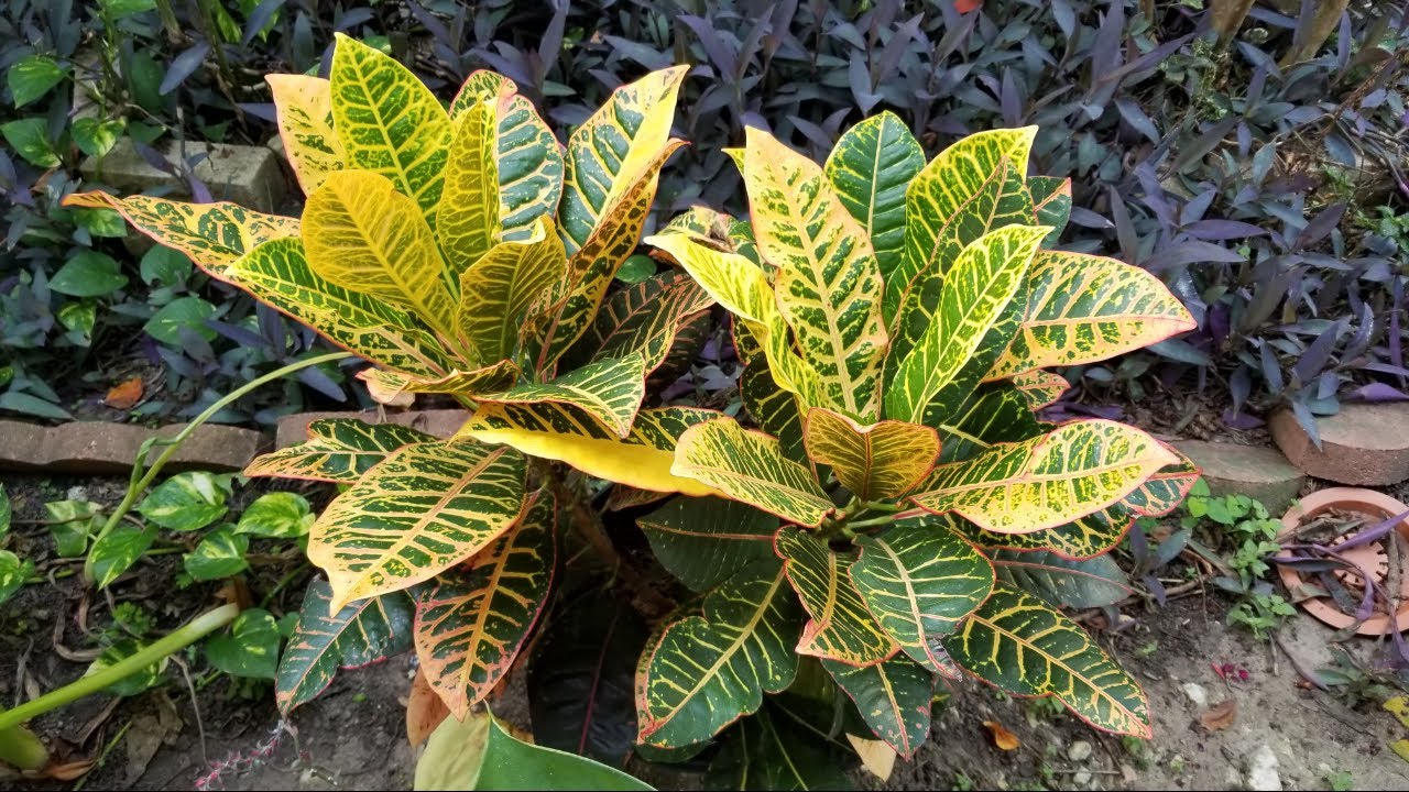 Como cuido mi planta croton