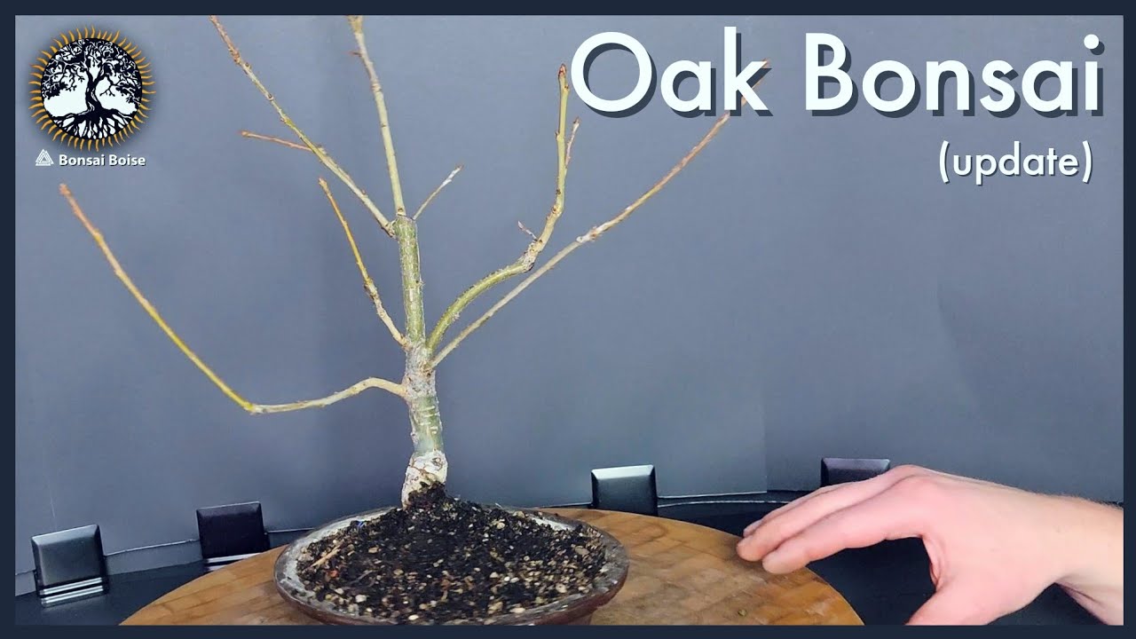 Oak Tree Bonsai (update)