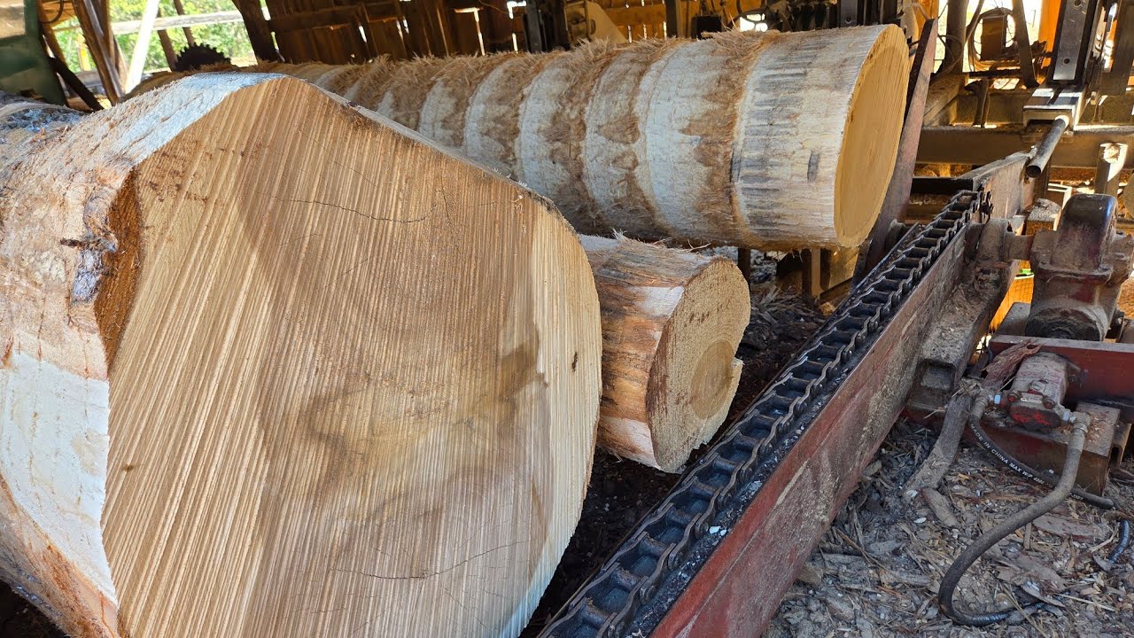 Sawing more 10ft poplar #213