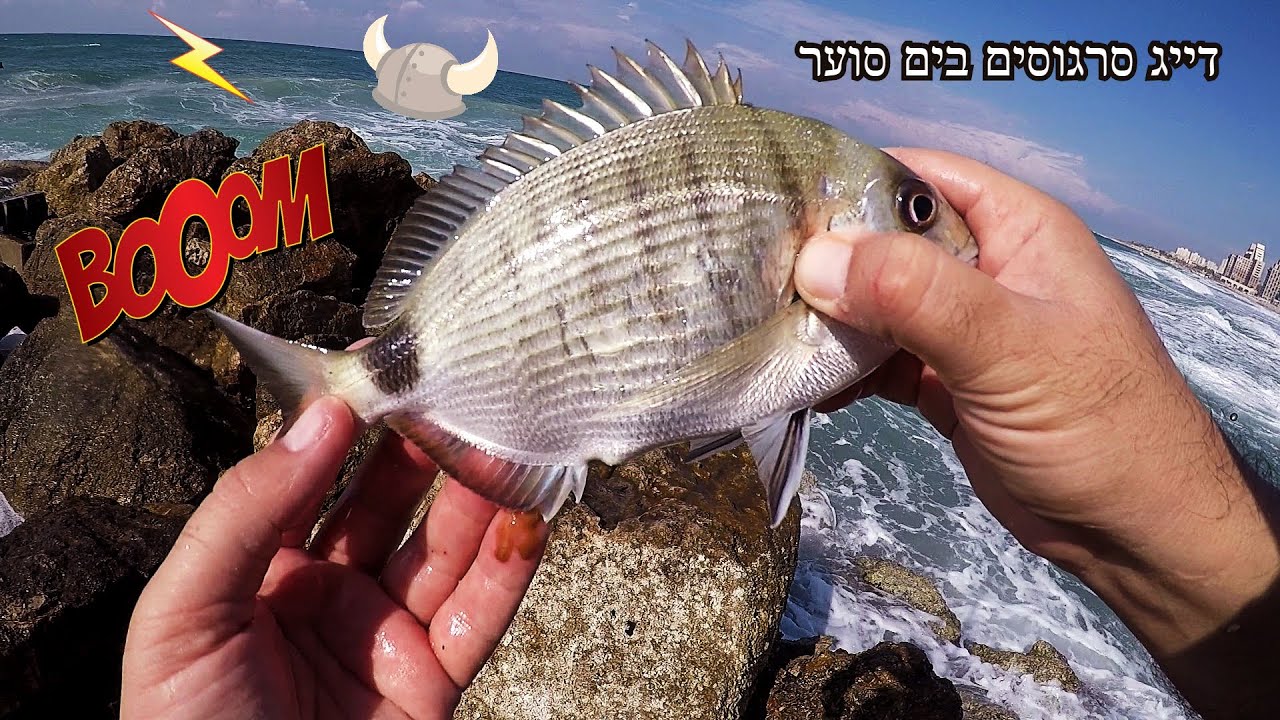 דיג סרגוסים בים סוער