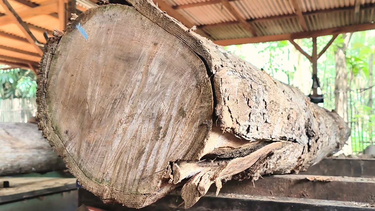 The longest and rarest!!, a sawmill that displays the beauty within 