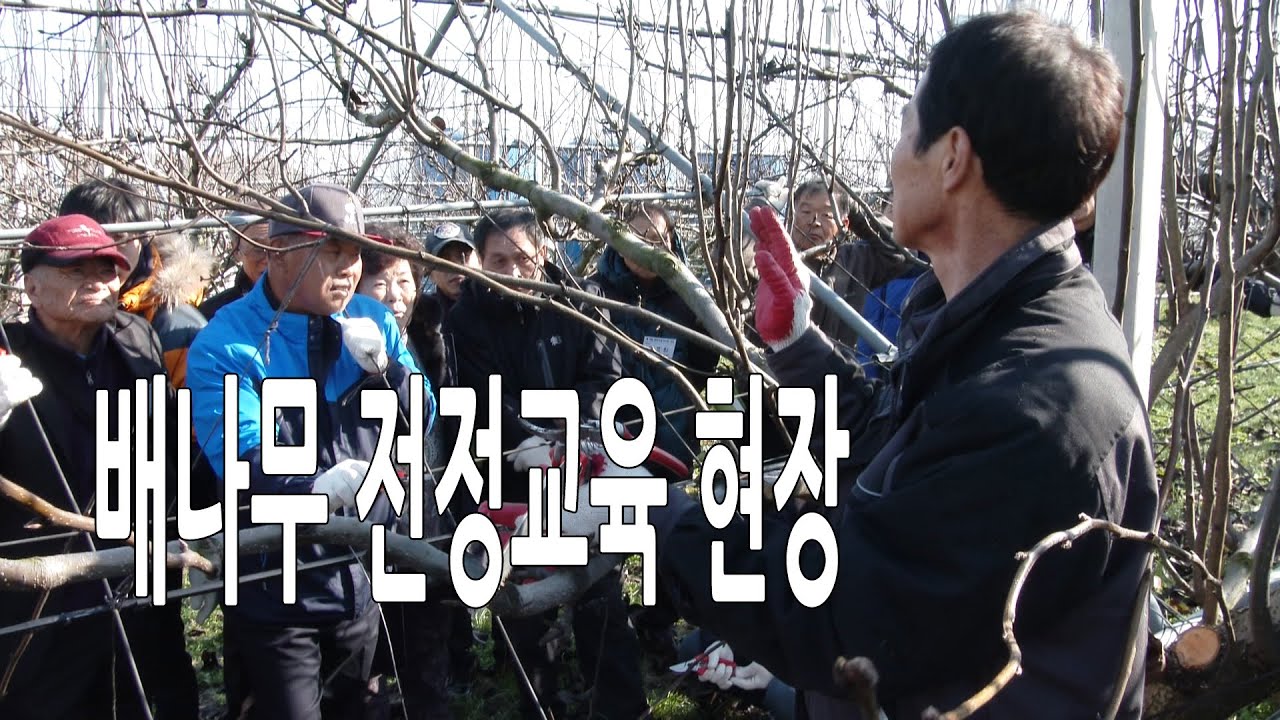 배나무 전정교육 현장