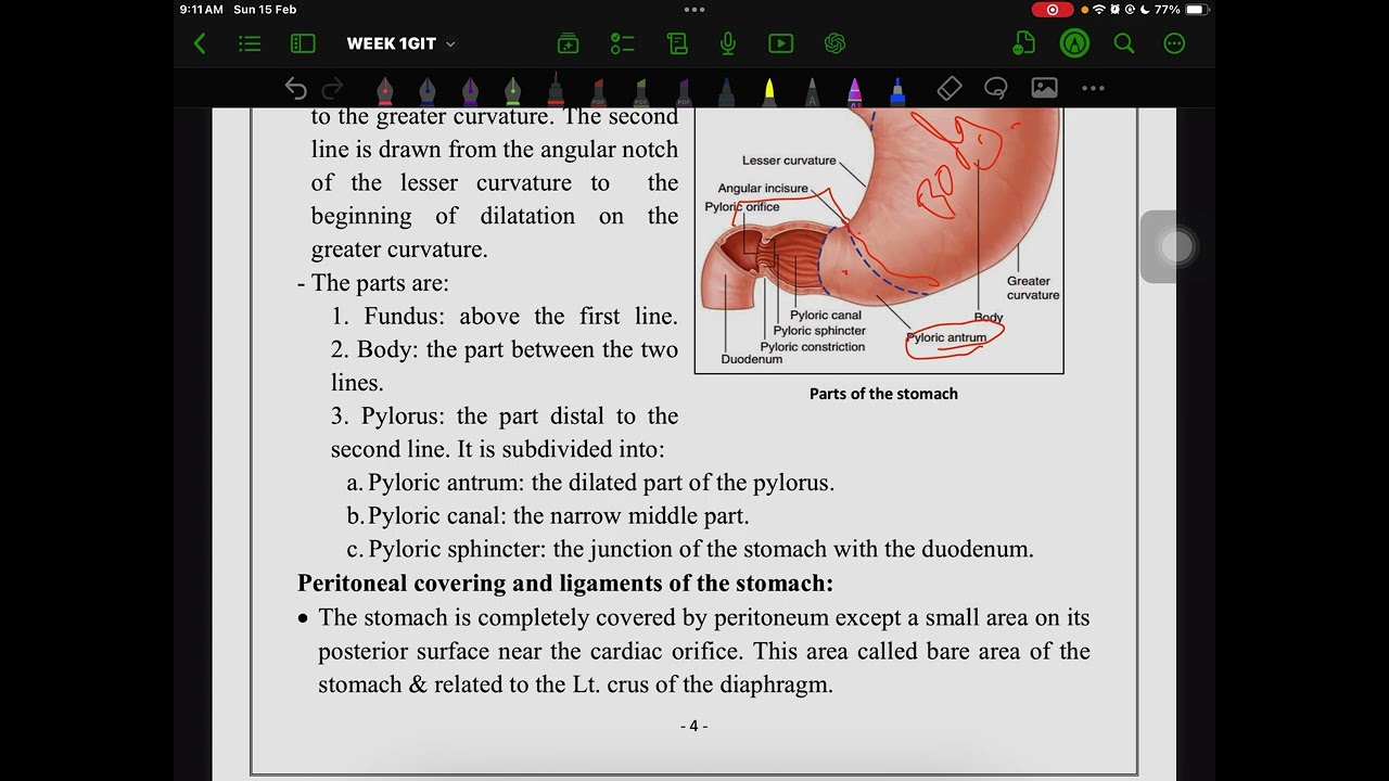 Anatomy  of stomach 