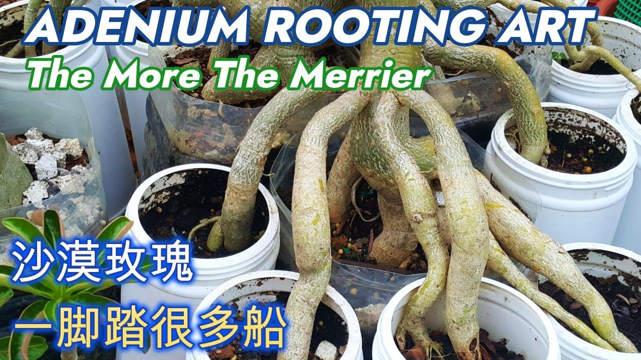 Adenium- the weir  rooting (full version), I bet  you never see this before 沙漠玫瑰，你肯定没有看过这个 (加长版）