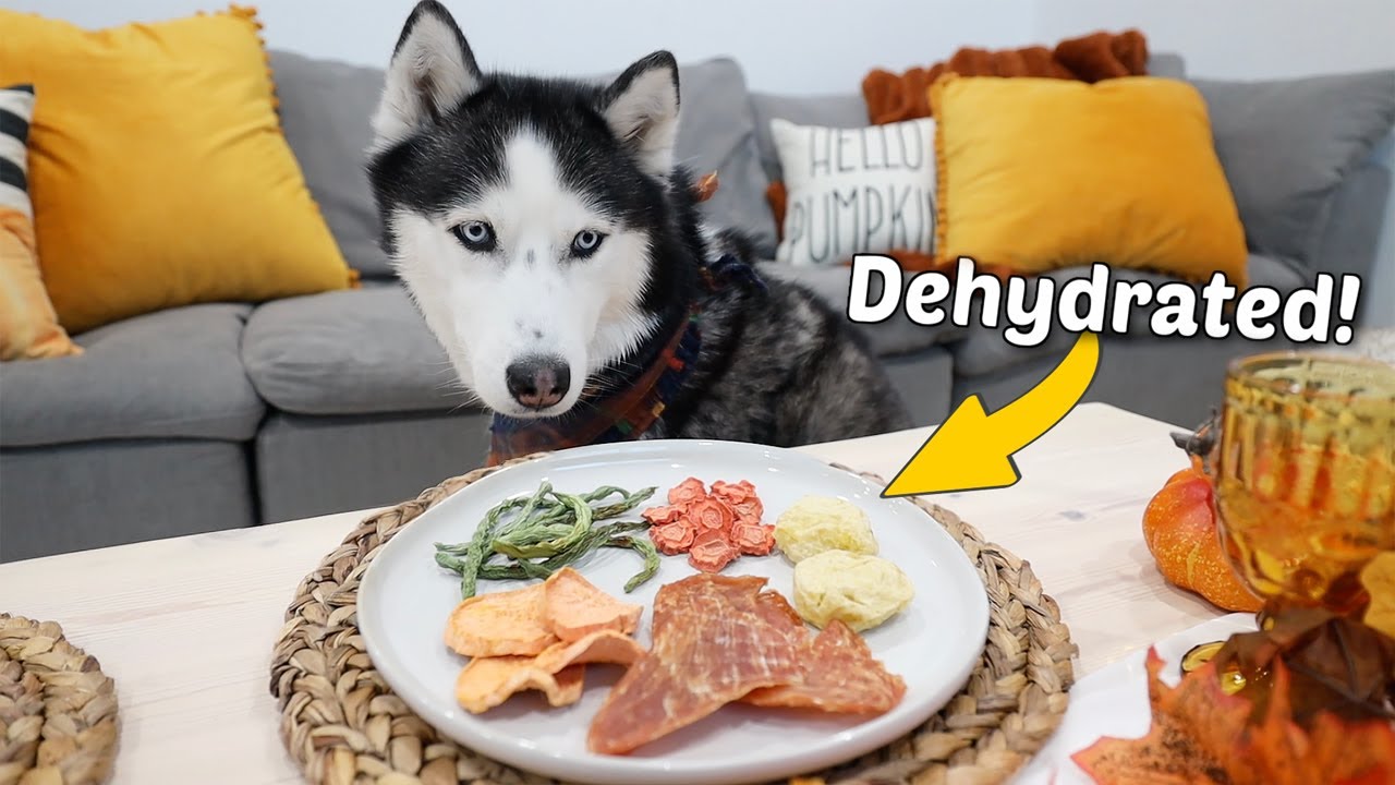 My Dogs Funny Reaction to her Thanksgiving Dinner..