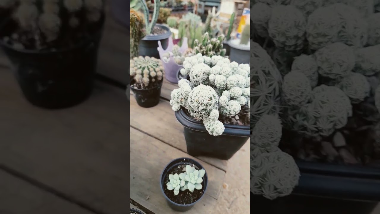 #cactus #jardimdecactos #cactusplant #flower #plantas #jardim #cactos #plants #floweringplant