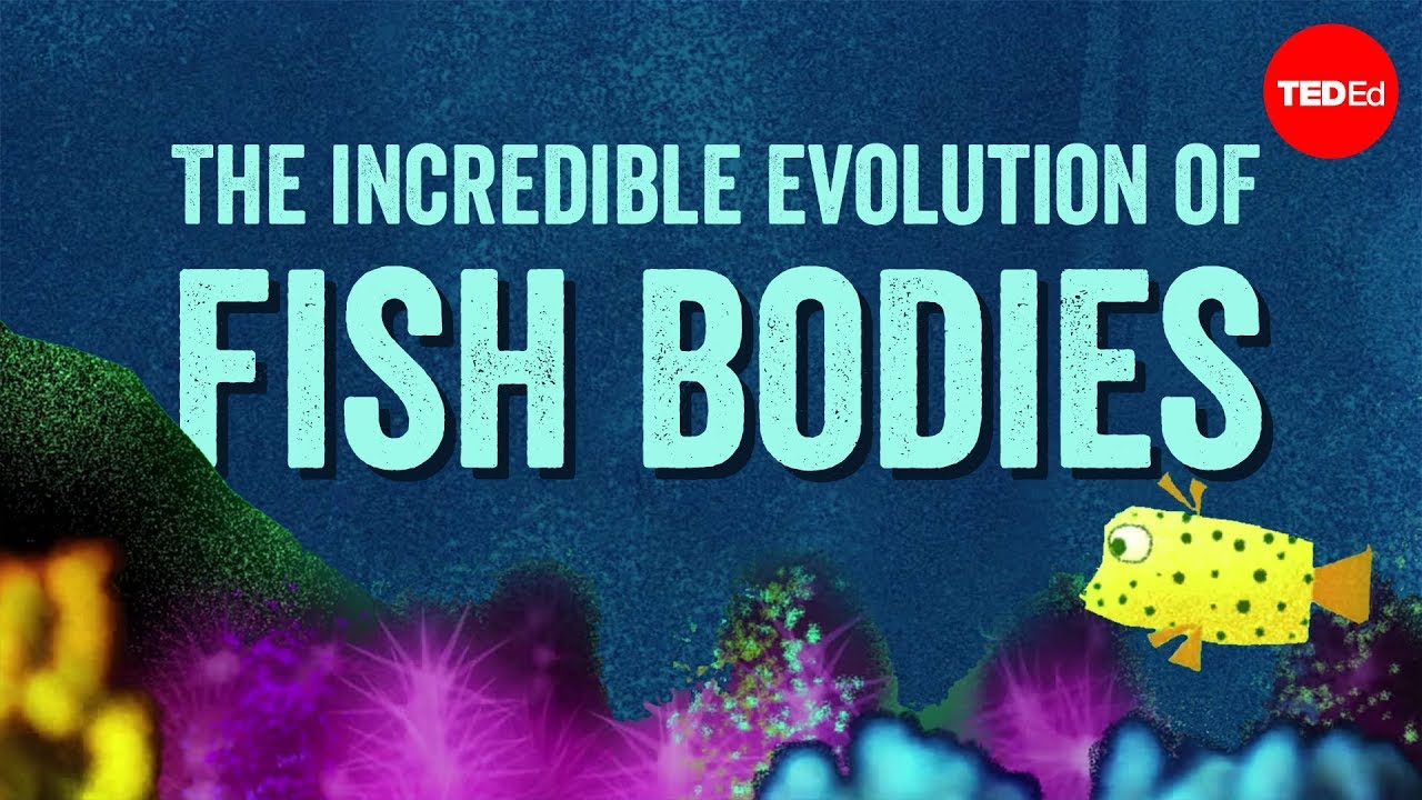 Why are fish fish-shaped? - Lauren Sallan