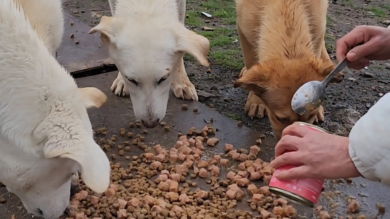25 Şubat 2026 #kadirsevda #ramadanwithyoutube #animals #sokakhayvanları #puppy #dog #kedi #köpek