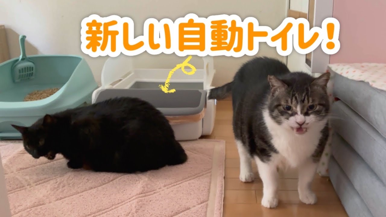 新しい自動トイレ、これなら使ってくれるかな？！