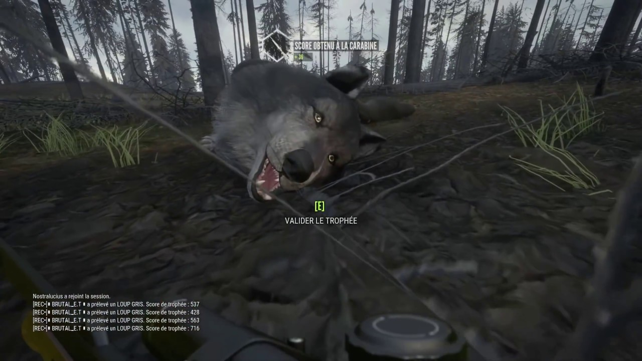 THEHUNTER COTW #59 |EPIC| UNE CINQUANTAINE DE LOUPS GRIS [ALBINOS + MÉLANIQUE]